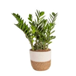 Zamioculcas Zamiifolia ZZ Indoor Plant In 10 In. Decor Weave Planter, Avg. Shipping Height 1-2 Ft. Tall