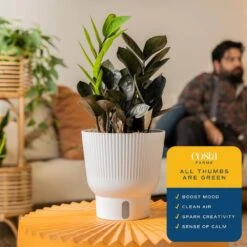 Trending Tropical Raven ZZ Indoor Plant In 6 In. Self-Watering Planter, Average Shipping Height 1-2 Ft. Tall -ECO PLANTS SHOP costa farms house plants co zzb6sc 3 tr 1f 1000