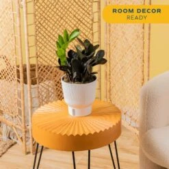 Trending Tropical Raven ZZ Indoor Plant In 6 In. Self-Watering Planter, Average Shipping Height 1-2 Ft. Tall -ECO PLANTS SHOP costa farms house plants co zzb6sc 3 tr 4f 1000