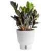 Trending Tropical Raven ZZ Indoor Plant In 6 In. Self-Watering Planter, Average Shipping Height 1-2 Ft. Tall -ECO PLANTS SHOP costa farms house plants co zzb6sc 3 tr 64 1000