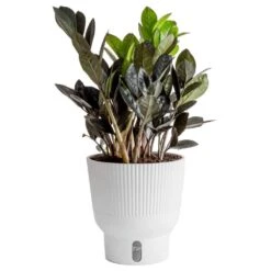 Trending Tropical Raven ZZ Indoor Plant In 6 In. Self-Watering Planter, Average Shipping Height 1-2 Ft. Tall