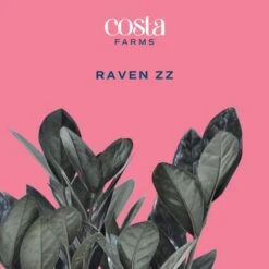 Trending Tropical Raven ZZ Indoor Plant In 6 In. Self-Watering Planter, Average Shipping Height 1-2 Ft. Tall -ECO PLANTS SHOP costa farms house plants co zzb6sc 3 tr c3 1000