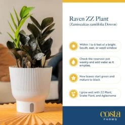 Trending Tropical Raven ZZ Indoor Plant In 6 In. Self-Watering Planter, Average Shipping Height 1-2 Ft. Tall -ECO PLANTS SHOP costa farms house plants co zzb6sc 3 tr fa 1000