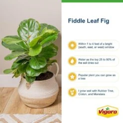 Ficus Lyrata Fiddle Leaf Fig Indoor Plant In 10 In. Decor White Container, Avg. Shipping Height 3-4 Ft. Tall -ECO PLANTS SHOP costa farms house plants l 4fl s pwt 01 1d 1000