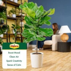 Ficus Lyrata Fiddle Leaf Fig Indoor Plant In 10 In. Decor White Container, Avg. Shipping Height 3-4 Ft. Tall -ECO PLANTS SHOP costa farms house plants l 4fl s pwt 01 31 1000