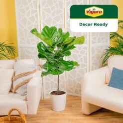 Ficus Lyrata Fiddle Leaf Fig Indoor Plant In 10 In. Decor White Container, Avg. Shipping Height 3-4 Ft. Tall -ECO PLANTS SHOP costa farms house plants l 4fl s pwt 01 40 1000
