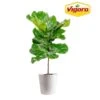 Ficus Lyrata Fiddle Leaf Fig Indoor Plant In 10 In. Decor White Container, Avg. Shipping Height 3-4 Ft. Tall -ECO PLANTS SHOP costa farms house plants l 4fl s pwt 01 64 1000