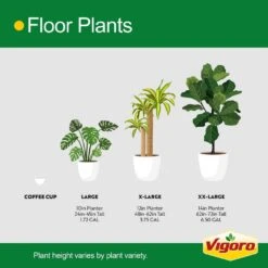 Ficus Lyrata Fiddle Leaf Fig Indoor Plant In 10 In. Decor White Container, Avg. Shipping Height 3-4 Ft. Tall -ECO PLANTS SHOP costa farms house plants l 4fl s pwt 01 66 1000
