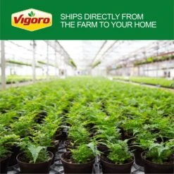 Ficus Lyrata Fiddle Leaf Fig Indoor Plant In 10 In. Decor White Container, Avg. Shipping Height 3-4 Ft. Tall -ECO PLANTS SHOP costa farms house plants l 4fl s pwt 01 76 1000