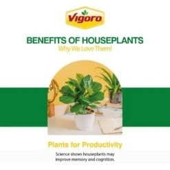 Ficus Lyrata Fiddle Leaf Fig Indoor Plant In 10 In. Decor White Container, Avg. Shipping Height 3-4 Ft. Tall -ECO PLANTS SHOP costa farms house plants l 4fl s pwt 01 c3 1000