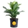 Aglaonema Silver Bay Indoor Plant In 9.25 In. Grower Pot, Avg. Shipping Height 2-3 Ft. Tall -ECO PLANTS SHOP costa farms house plants l agl g pot 01 64 1000