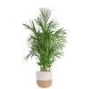 Bamboo Palm, Chamaedorea Seifrizi Plant In 10 In. Weave Basket, Average Shipping Height 4 Ft. Tall -ECO PLANTS SHOP costa farms house plants l bop p wbt 01 64 1000