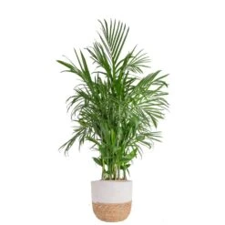 Bamboo Palm, Chamaedorea Seifrizi Plant In 10 In. Weave Basket, Average Shipping Height 4 Ft. Tall