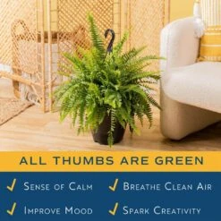 Boston Fern Indoor/Outdoor Plant In 10 In. Hanging Grower's Pot, Avg. Shipping Height 1-2 Ft. Tall -ECO PLANTS SHOP costa farms house plants l bos g hgp 01 1f 1000