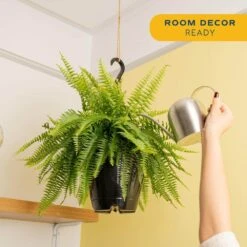 Boston Fern Indoor/Outdoor Plant In 10 In. Hanging Grower's Pot, Avg. Shipping Height 1-2 Ft. Tall -ECO PLANTS SHOP costa farms house plants l bos g hgp 01 4f 1000