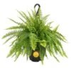Boston Fern Indoor/Outdoor Plant In 10 In. Hanging Grower's Pot, Avg. Shipping Height 1-2 Ft. Tall 2 Boston Fern Indoor/Outdoor Plant In 10 In. Hanging Grower's Pot, Avg. Shipping Height 1-2 Ft. Tall -ECO PLANTS SHOP costa farms house plants l bos g hgp 01 64 1000