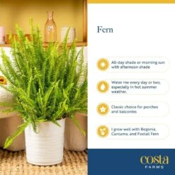 Boston Fern Indoor/Outdoor Plant In 10 In. Hanging Grower's Pot, Avg. Shipping Height 1-2 Ft. Tall -ECO PLANTS SHOP costa farms house plants l bos g hgp 01 fa 1000