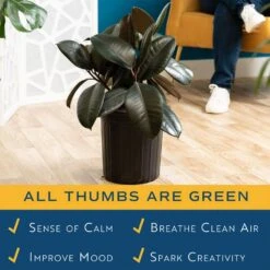 Burgundy Rubber Indoor Plant In 8.75 In. Grower Pot Avg. Shipping Height 2-3 Ft. Tall -ECO PLANTS SHOP costa farms house plants l brp g pot 01 31 1000