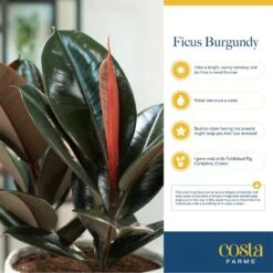 Burgundy Rubber Indoor Plant In 8.75 In. Grower Pot Avg. Shipping Height 2-3 Ft. Tall -ECO PLANTS SHOP costa farms house plants l brp g pot 01 44 1000