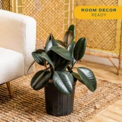 Burgundy Rubber Indoor Plant In 8.75 In. Grower Pot Avg. Shipping Height 2-3 Ft. Tall -ECO PLANTS SHOP costa farms house plants l brp g pot 01 4f 1000