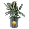 Burgundy Rubber Indoor Plant In 8.75 In. Grower Pot Avg. Shipping Height 2-3 Ft. Tall -ECO PLANTS SHOP costa farms house plants l brp g pot 01 64 1000