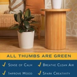 Burgundy Rubber Indoor Plant In 8.75 In. Decor Planter, Avg. Shipping Height 2-3 Ft. Tall -ECO PLANTS SHOP costa farms house plants l brp s wcp 01 31 1000