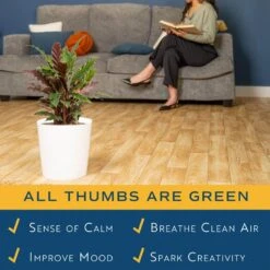 Grower's Choice Calathea Indoor Plant In 10 In. Decor Planter, Avg. Shipping Height 2-3 Ft. Tall 17 Grower's Choice Calathea Indoor Plant In 10 In. Decor Planter, Avg. Shipping Height 2-3 Ft. Tall -ECO PLANTS SHOP costa farms house plants l cal s wcp 01 31 1000