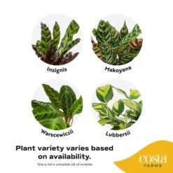 Grower's Choice Calathea Indoor Plant In 10 In. Decor Planter, Avg. Shipping Height 2-3 Ft. Tall 13 Grower's Choice Calathea Indoor Plant In 10 In. Decor Planter, Avg. Shipping Height 2-3 Ft. Tall -ECO PLANTS SHOP costa farms house plants l cal s wcp 01 4f 1000