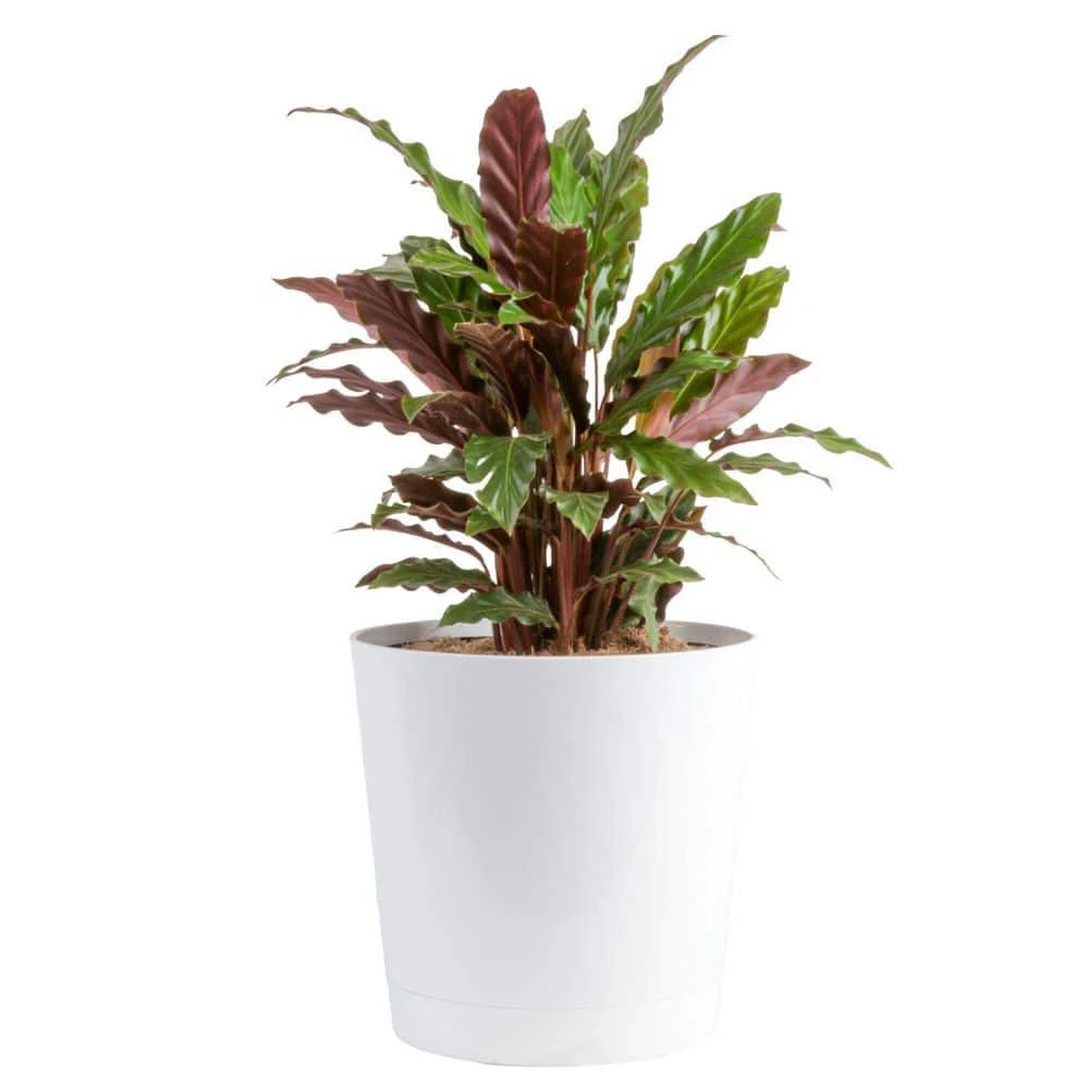 Grower's Choice Calathea Indoor Plant In 10 In. Decor Planter, Avg. Shipping Height 2-3 Ft. Tall 3 Grower's Choice Calathea Indoor Plant In 10 In. Decor Planter, Avg. Shipping Height 2-3 Ft. Tall
