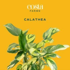 Grower's Choice Calathea Indoor Plant In 10 In. Decor Planter, Avg. Shipping Height 2-3 Ft. Tall 12 Grower's Choice Calathea Indoor Plant In 10 In. Decor Planter, Avg. Shipping Height 2-3 Ft. Tall -ECO PLANTS SHOP costa farms house plants l cal s wcp 01 c3 1000