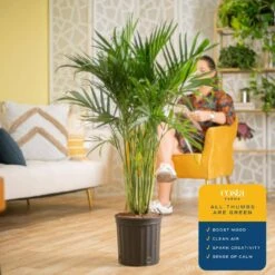 Cateracterum Indoor Palm (Cat Palm) In 8.75 In. Grower Pot, Avg. Shipping Height 3-4 Ft. Tall 14 Cateracterum Indoor Palm (Cat Palm) In 8.75 In. Grower Pot, Avg. Shipping Height 3-4 Ft. Tall -ECO PLANTS SHOP costa farms house plants l cat g pot 01 1f 1000
