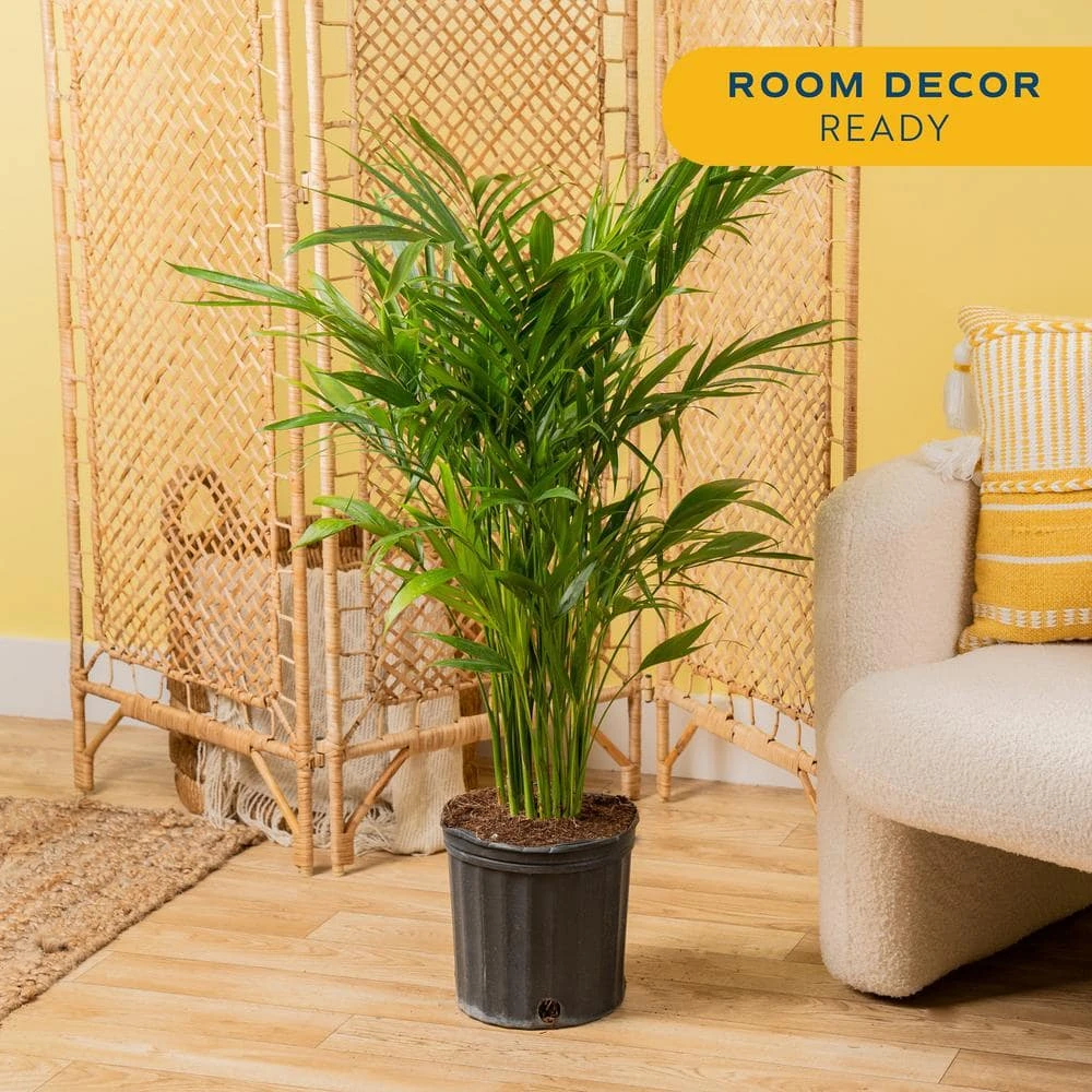 Cateracterum Indoor Palm (Cat Palm) In 8.75 In. Grower Pot, Avg. Shipping Height 3-4 Ft. Tall 6 Cateracterum Indoor Palm (Cat Palm) In 8.75 In. Grower Pot, Avg. Shipping Height 3-4 Ft. Tall - Image 4