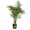 Cateracterum Indoor Palm (Cat Palm) In 8.75 In. Grower Pot, Avg. Shipping Height 3-4 Ft. Tall -ECO PLANTS SHOP costa farms house plants l cat g pot 01 64 1000