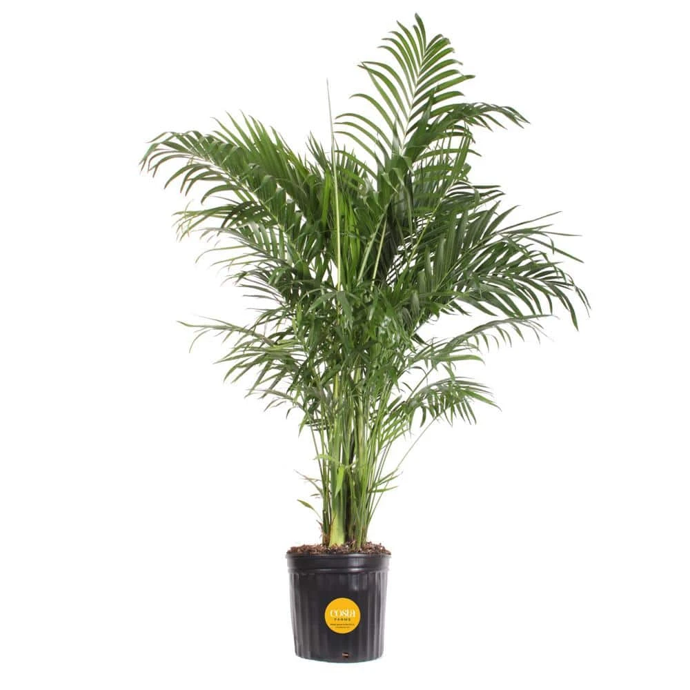 Cateracterum Indoor Palm (Cat Palm) In 8.75 In. Grower Pot, Avg. Shipping Height 3-4 Ft. Tall 3 Cateracterum Indoor Palm (Cat Palm) In 8.75 In. Grower Pot, Avg. Shipping Height 3-4 Ft. Tall