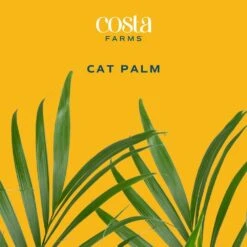 Cateracterum Indoor Palm (Cat Palm) In 8.75 In. Grower Pot, Avg. Shipping Height 3-4 Ft. Tall 12 Cateracterum Indoor Palm (Cat Palm) In 8.75 In. Grower Pot, Avg. Shipping Height 3-4 Ft. Tall -ECO PLANTS SHOP costa farms house plants l cat g pot 01 c3 1000