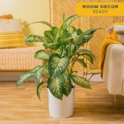 Dieffenbachia Indoor Plant In 10 In. White Decor Planter, Avg. Shipping Height 2-3 Ft. Tall -ECO PLANTS SHOP costa farms house plants l def s wcp 01 hd 1f 1000