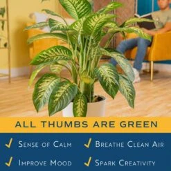 Dieffenbachia Indoor Plant In 10 In. White Decor Planter, Avg. Shipping Height 2-3 Ft. Tall -ECO PLANTS SHOP costa farms house plants l def s wcp 01 hd 4f 1000