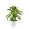 Dieffenbachia Indoor Plant In 10 In. White Decor Planter, Avg. Shipping Height 2-3 Ft. Tall 2 Dieffenbachia Indoor Plant In 10 In. White Decor Planter, Avg. Shipping Height 2-3 Ft. Tall -ECO PLANTS SHOP costa farms house plants l def s wcp 01 hd 64 1000