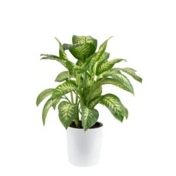 Dieffenbachia Indoor Plant In 10 In. White Decor Planter, Avg. Shipping Height 2-3 Ft. Tall