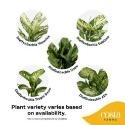 Dieffenbachia Indoor Plant In 10 In. White Decor Planter, Avg. Shipping Height 2-3 Ft. Tall -ECO PLANTS SHOP costa farms house plants l def s wcp 01 hd fa 1000