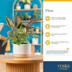 Grower's Choice Ficus Indoor Plant In 10 In. Decor Planter, Average Shipping Height 2-3 Ft. Tall -ECO PLANTS SHOP costa farms house plants l far s wcp 01 1f 1000