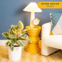 Grower's Choice Ficus Indoor Plant In 10 In. Decor Planter, Average Shipping Height 2-3 Ft. Tall -ECO PLANTS SHOP costa farms house plants l far s wcp 01 31 1000