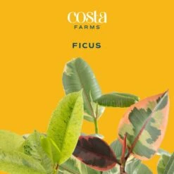 Grower's Choice Ficus Indoor Plant In 10 In. Decor Planter, Average Shipping Height 2-3 Ft. Tall -ECO PLANTS SHOP costa farms house plants l far s wcp 01 44 1000