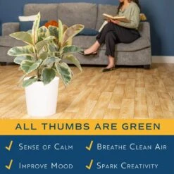 Grower's Choice Ficus Indoor Plant In 10 In. Decor Planter, Average Shipping Height 2-3 Ft. Tall -ECO PLANTS SHOP costa farms house plants l far s wcp 01 4f 1000