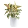 Grower's Choice Ficus Indoor Plant In 10 In. Decor Planter, Average Shipping Height 2-3 Ft. Tall -ECO PLANTS SHOP costa farms house plants l far s wcp 01 64 1000