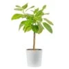 Ficus Audrey Indoor Plant In 10 In. Decor Planter, Avg Shipping Height 3-4 Ft. Tall -ECO PLANTS SHOP costa farms house plants l fia s wcp 01 64 1000