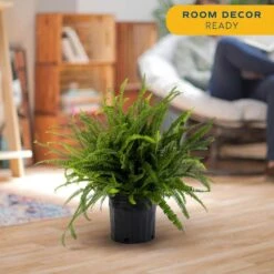 Kimberly Queen Indoor/Outdoor Fern In 8-3/4 In. Grower Pot, Avg. Shipping Height 1-2 Ft. Tall -ECO PLANTS SHOP costa farms house plants l kqf g pot 01 1f 1000