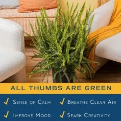 Kimberly Queen Indoor/Outdoor Fern In 8-3/4 In. Grower Pot, Avg. Shipping Height 1-2 Ft. Tall -ECO PLANTS SHOP costa farms house plants l kqf g pot 01 4f 1000