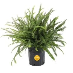 Kimberly Queen Indoor/Outdoor Fern In 8-3/4 In. Grower Pot, Avg. Shipping Height 1-2 Ft. Tall