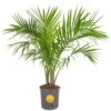 Majesty Indoor Palm In 8.75 In. Grower Pot, Avg. Shipping Height 3-4 Ft. Tall -ECO PLANTS SHOP costa farms house plants l maj g pot 01 64 1000